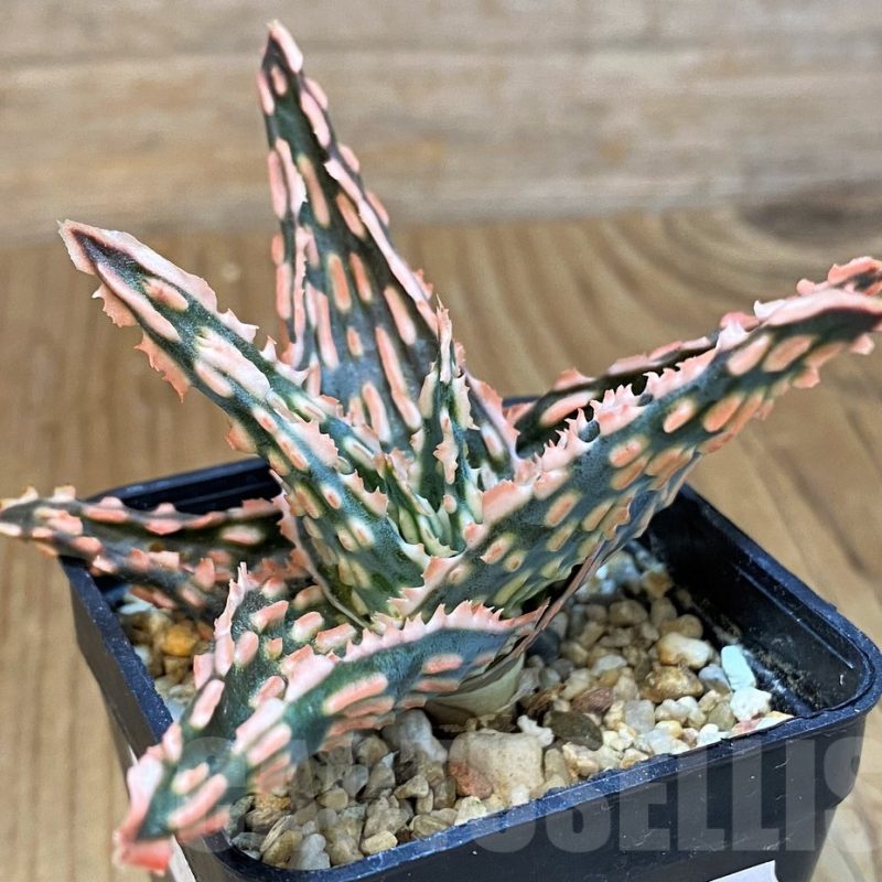 SH14210 Aloe TCT hybrid