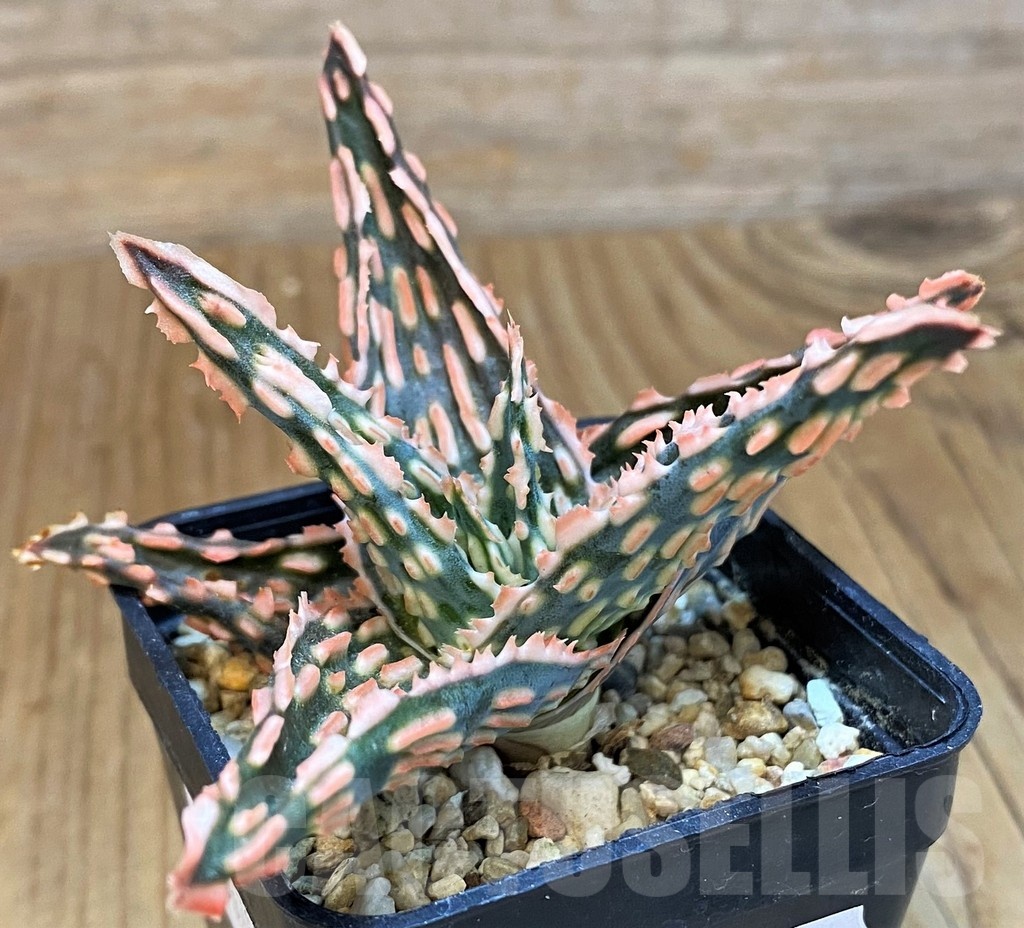 SH14210 Aloe TCT hybrid