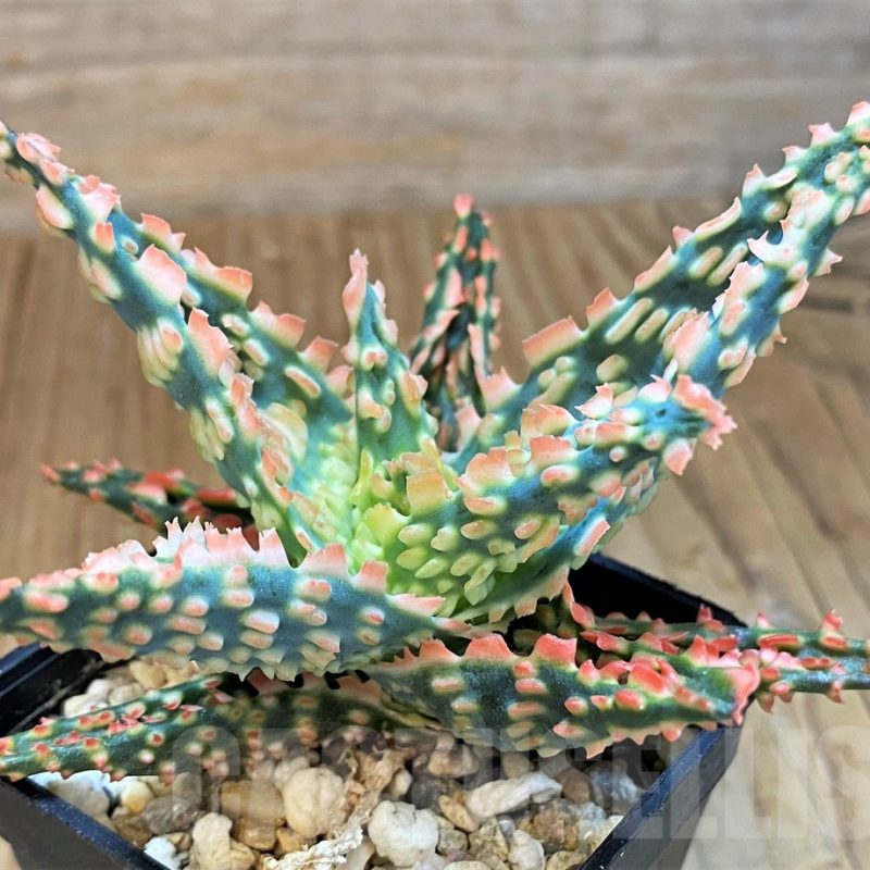 SH14212 Aloe TCT hybrid