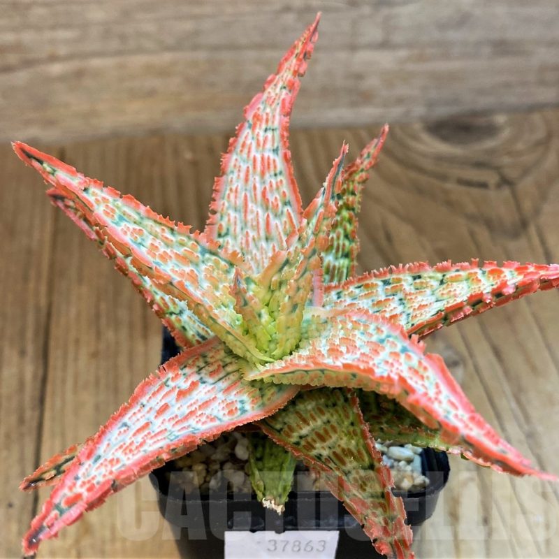 SH14213 Aloe TCT hybrid