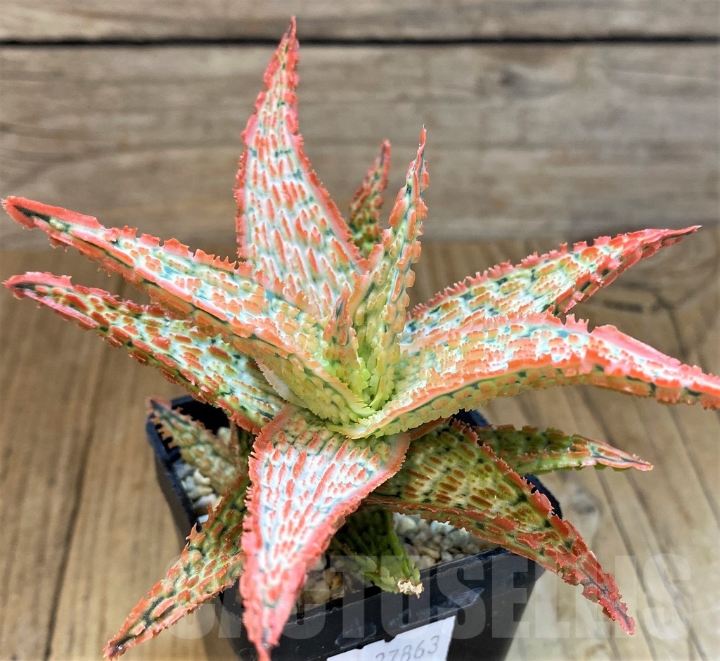 SH14213 Aloe TCT hybrid - Image 2