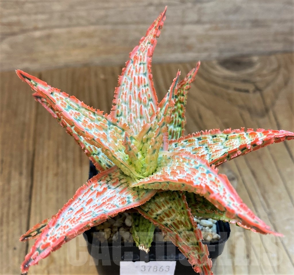 SH14213 Aloe TCT hybrid