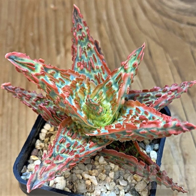 SH14217 Aloe TCT hybrid