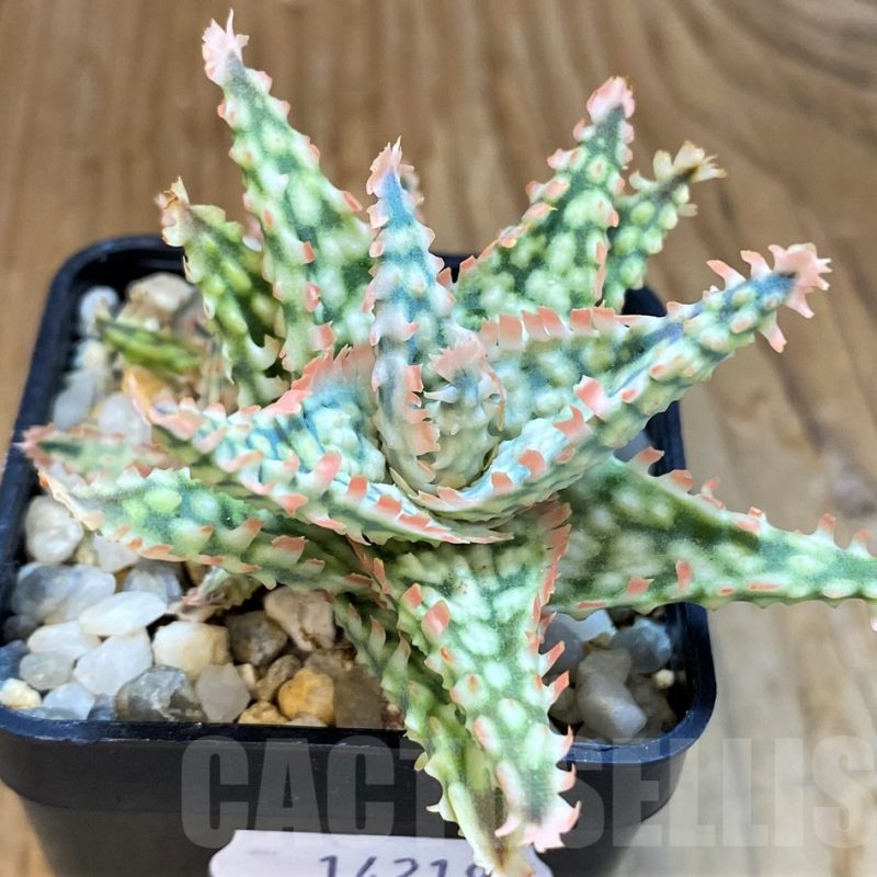 SH14219 Aloe hybrid TCT