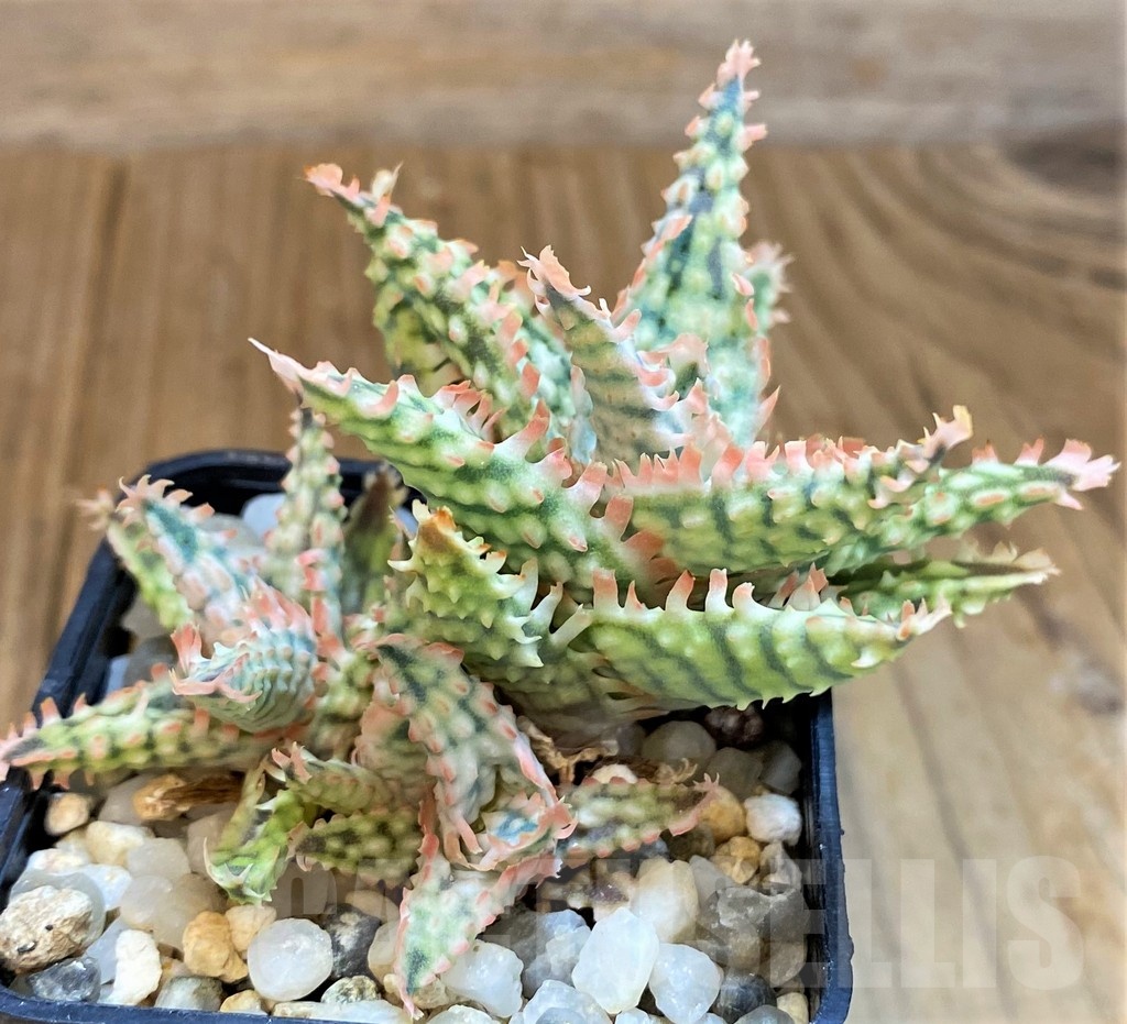 SH14219 Aloe hybrid TCT - Image 3