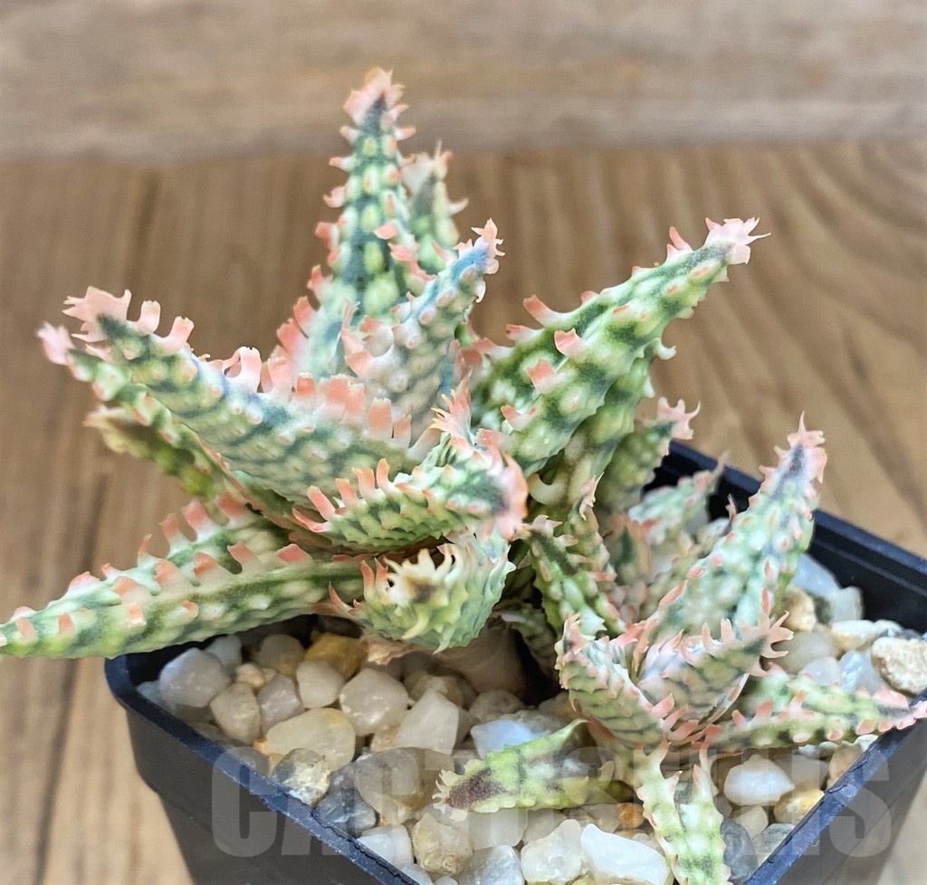 SH14219 Aloe hybrid TCT - Image 2