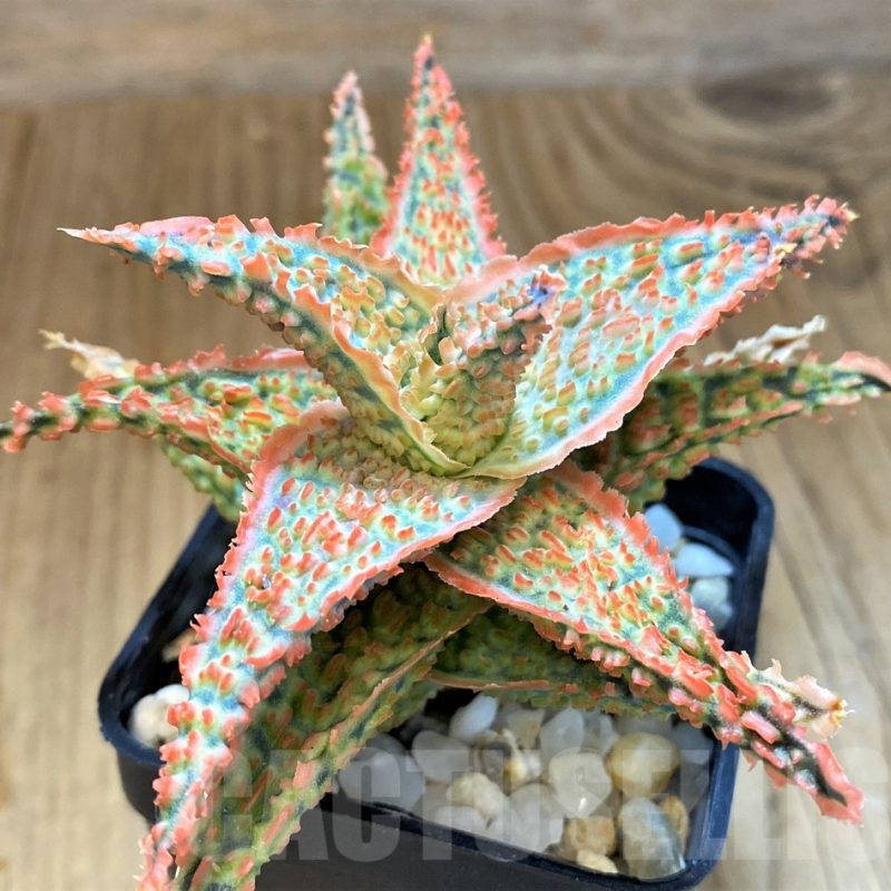 SH14223 Aloe hybrid