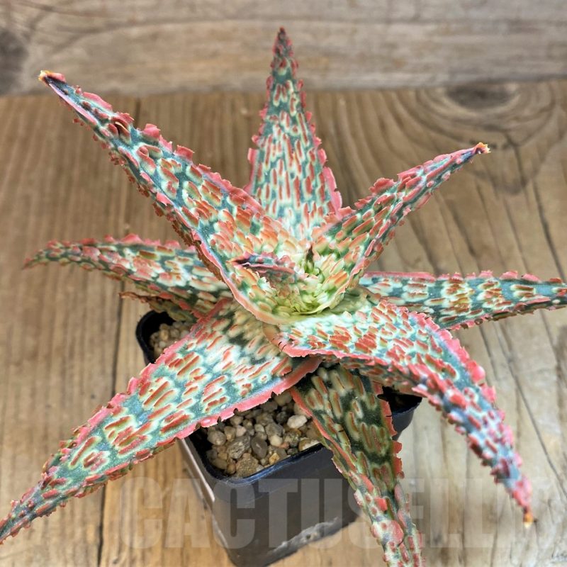 SH14224 Aloe TCT hybrid