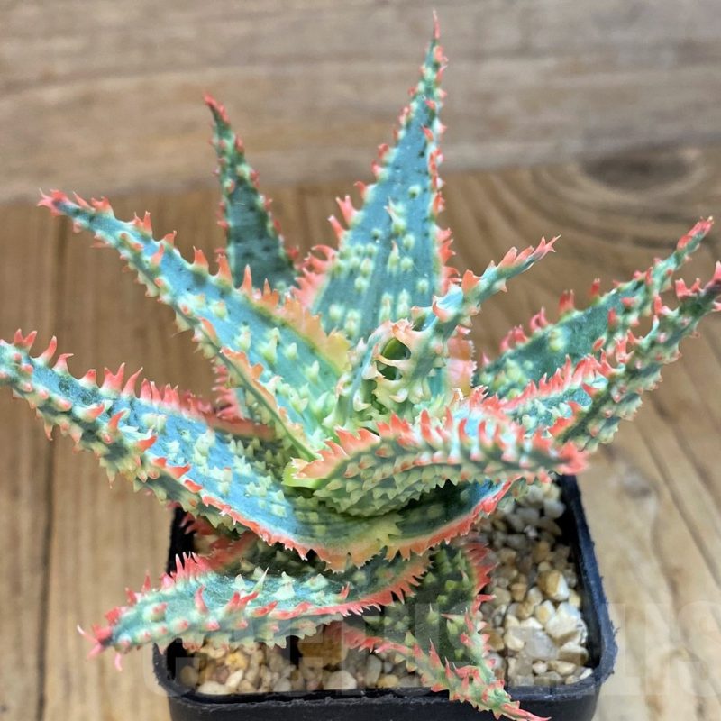 SH14225 Aloe TCT hybrid