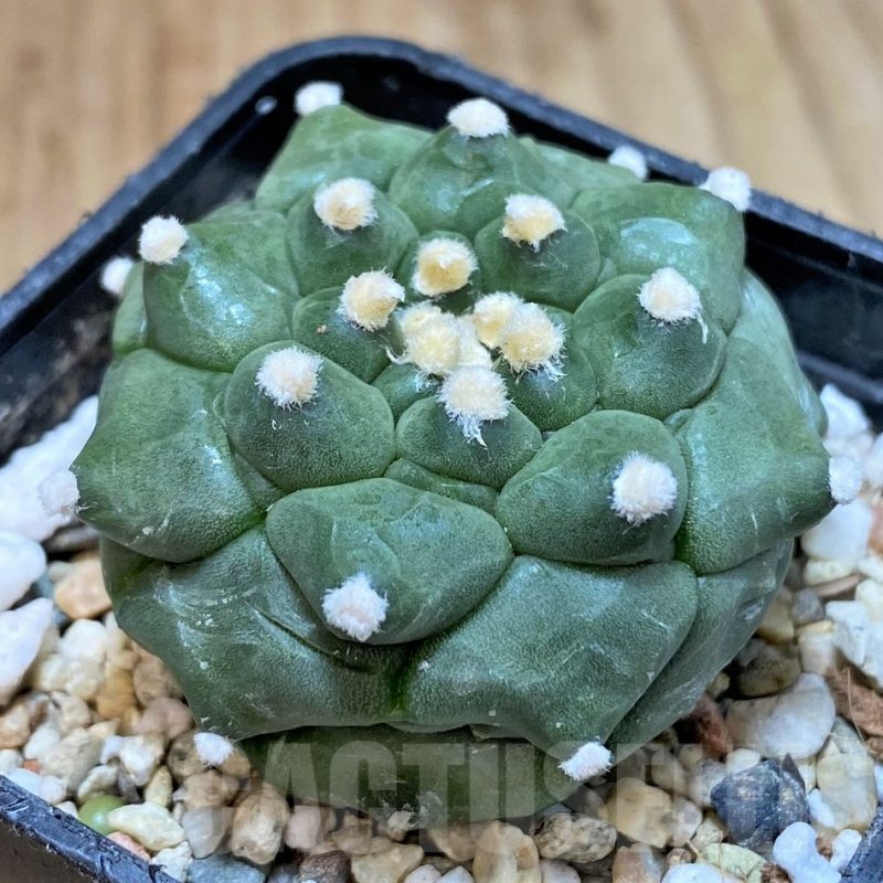 SH1423 Astrophytum asterias ‘Kikko’