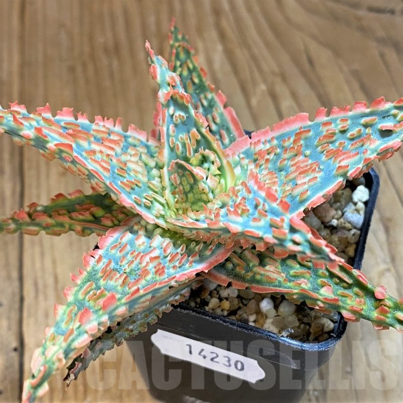 SH14230 Aloe TCT hybrid