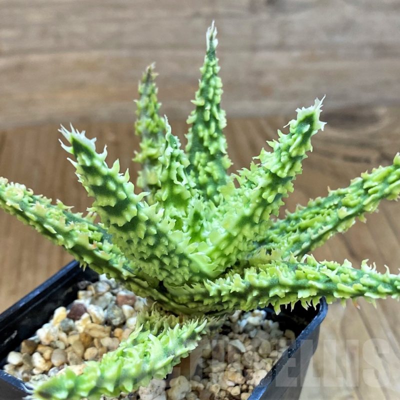 SH14231 Aloe TCT hybrid