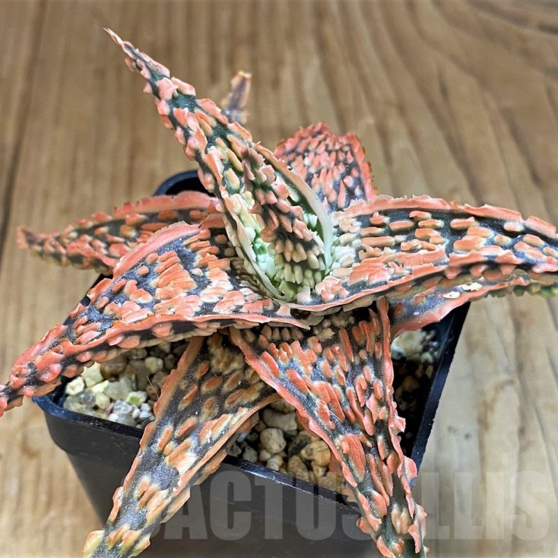 SH14247 Aloe TCT hybrid