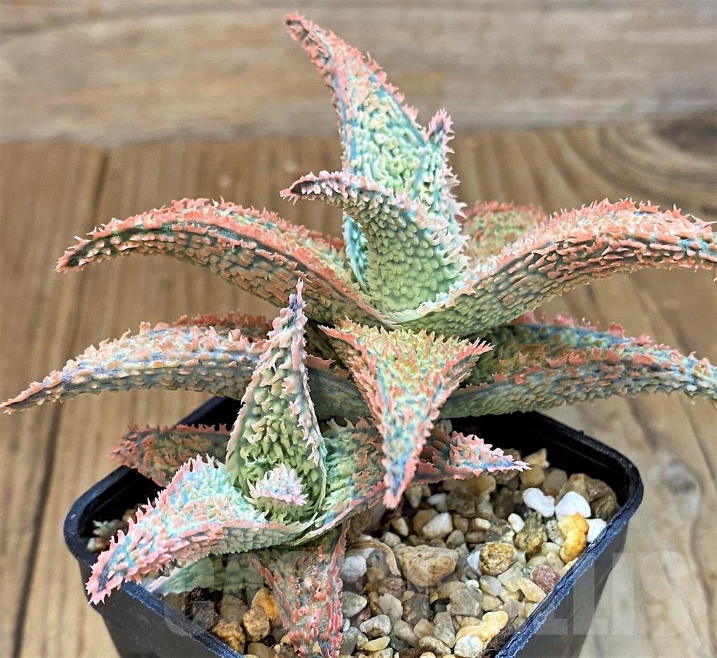 SH14249 Aloe hybrid - Image 2