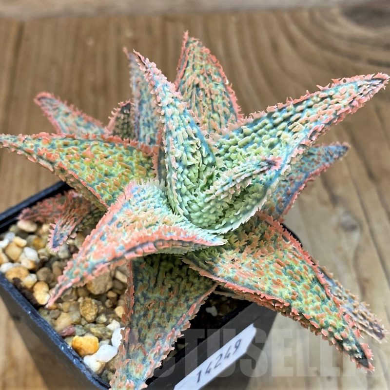 SH14249 Aloe hybrid