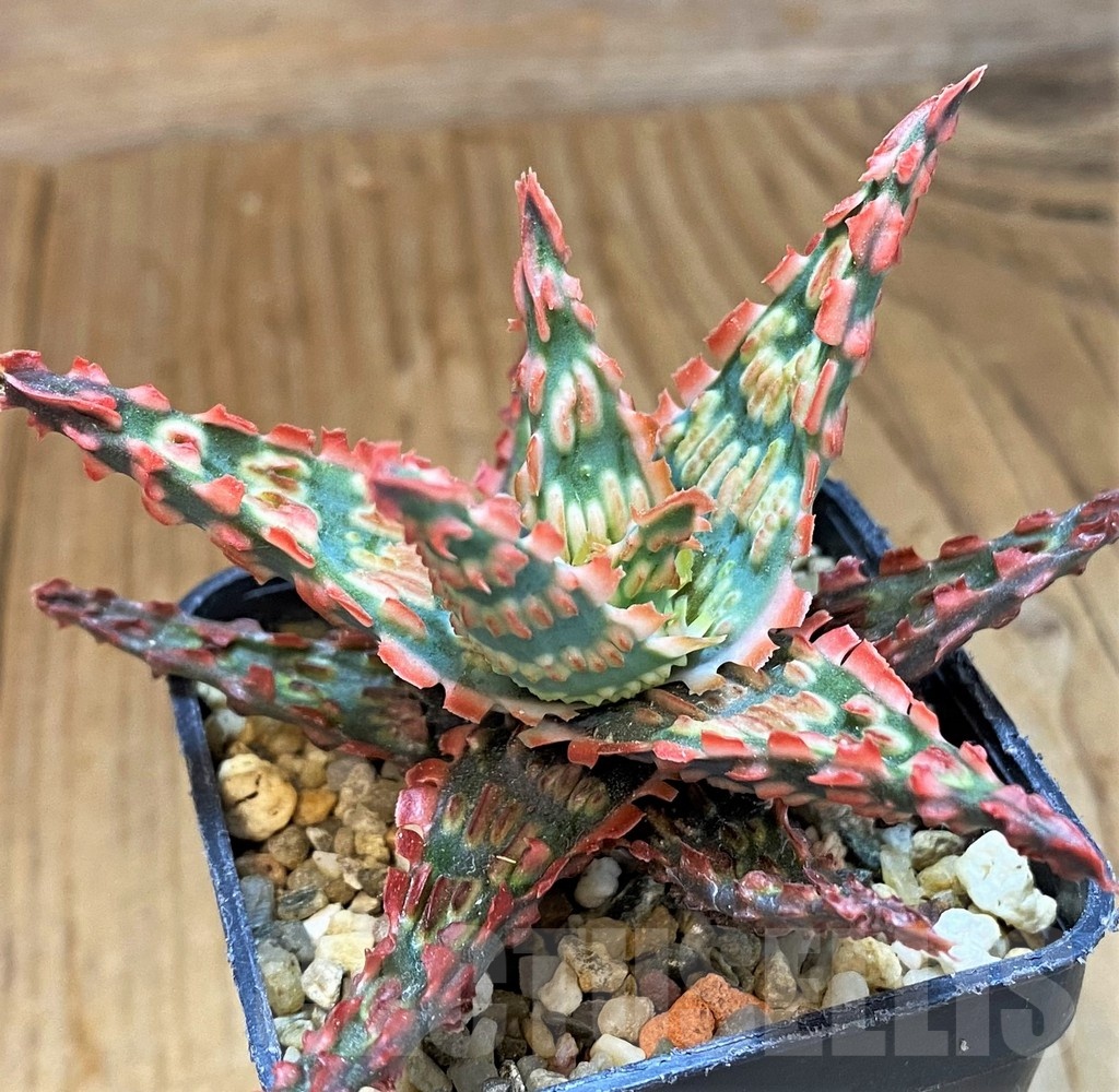 SH14252 Aloe TCT hybrid – Image 2