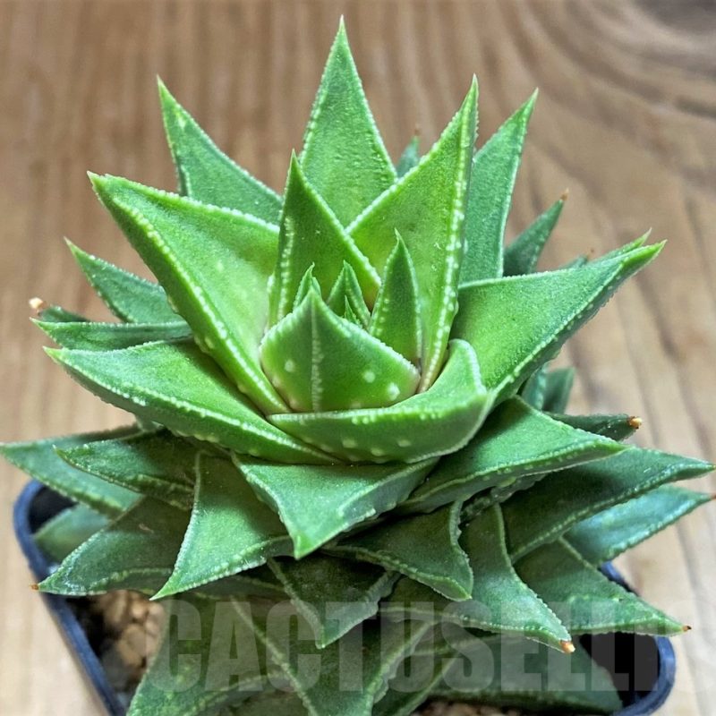 SH14262 Astroloba foliolosa x Haworthia pumila