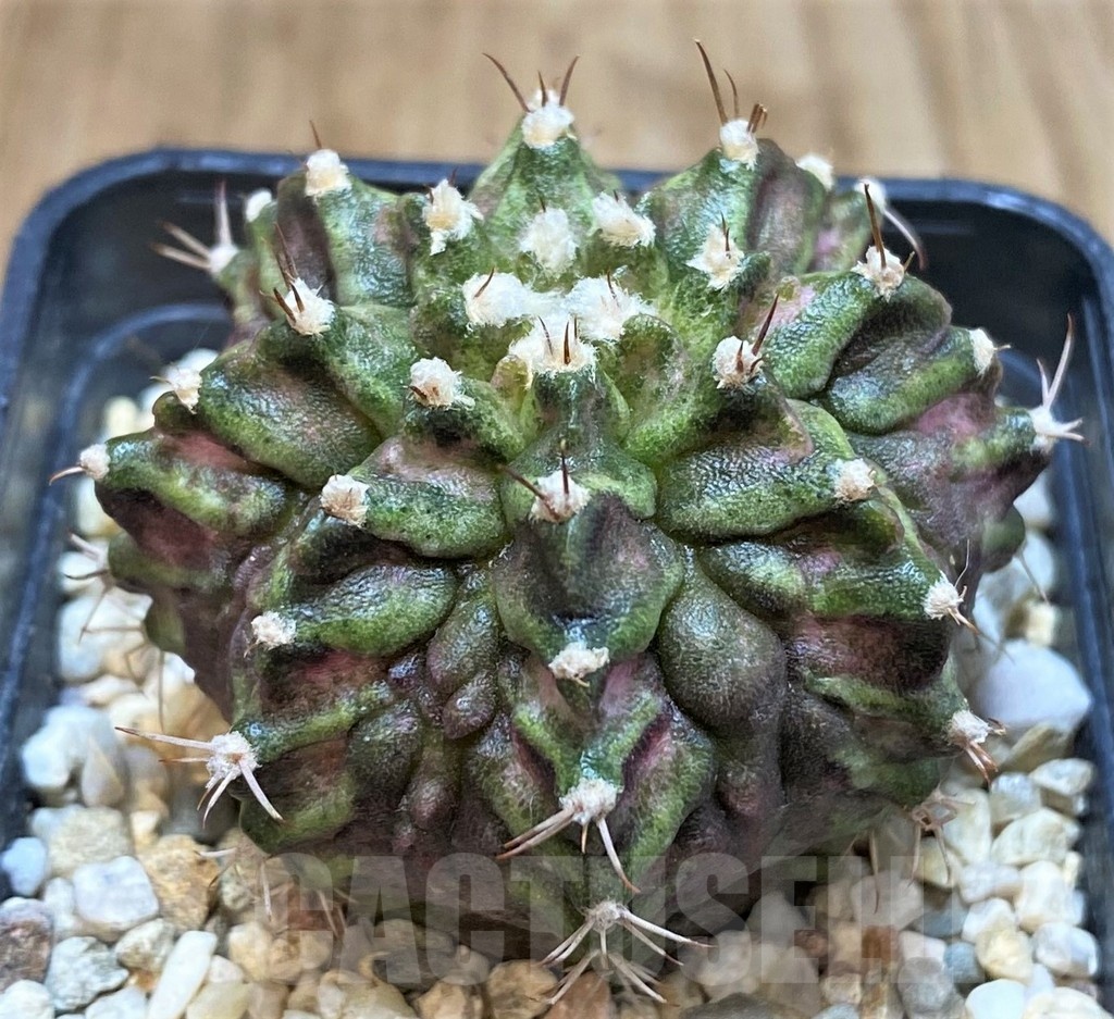 SH1429 Gymnocalycium mihanovichii T-rex, seedling - Image 2
