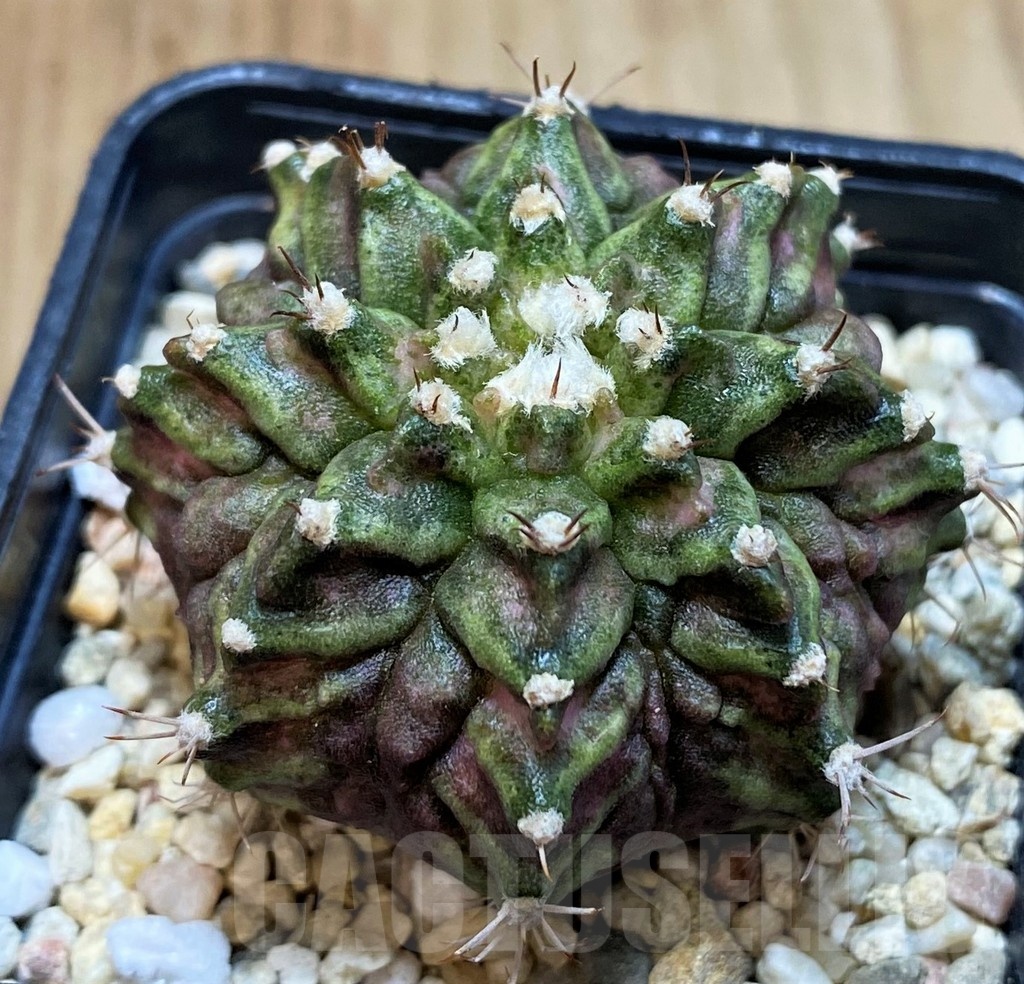 SH1429 Gymnocalycium mihanovichii T-rex, seedling - Image 3
