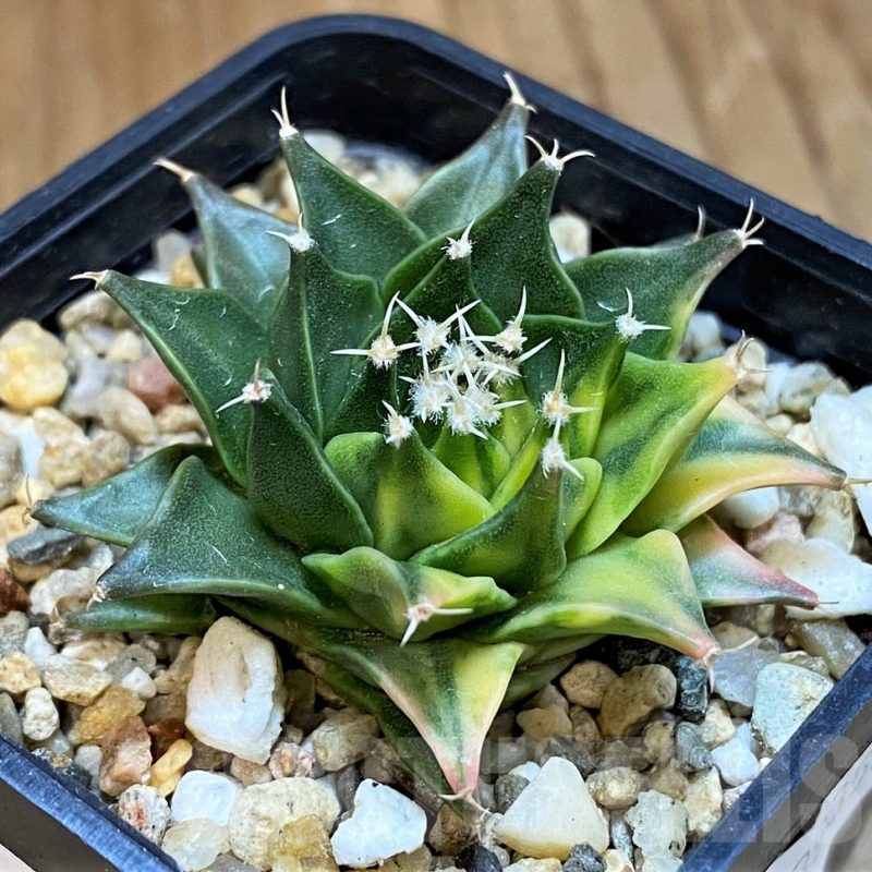 SH14296 Obregonia denegrii f. variegata