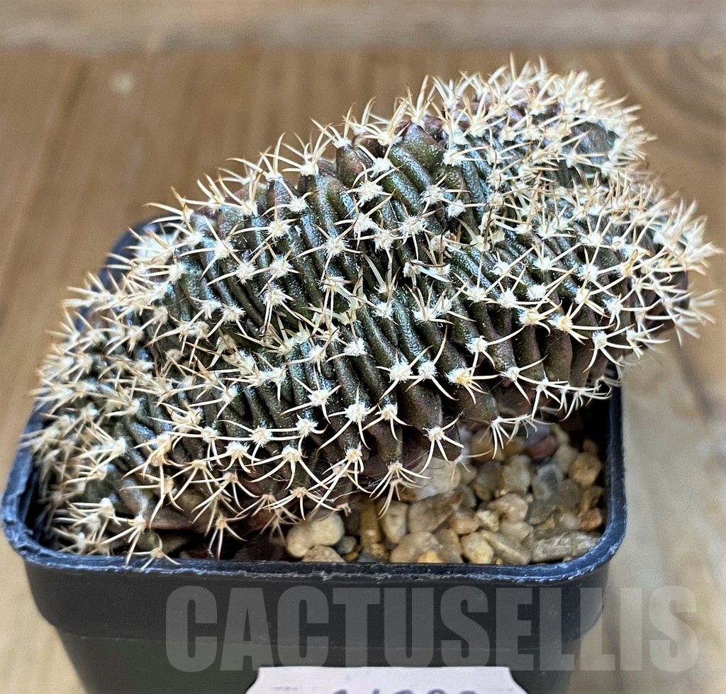 SH14299 Gymnocalycium mihanovichii f. cristata