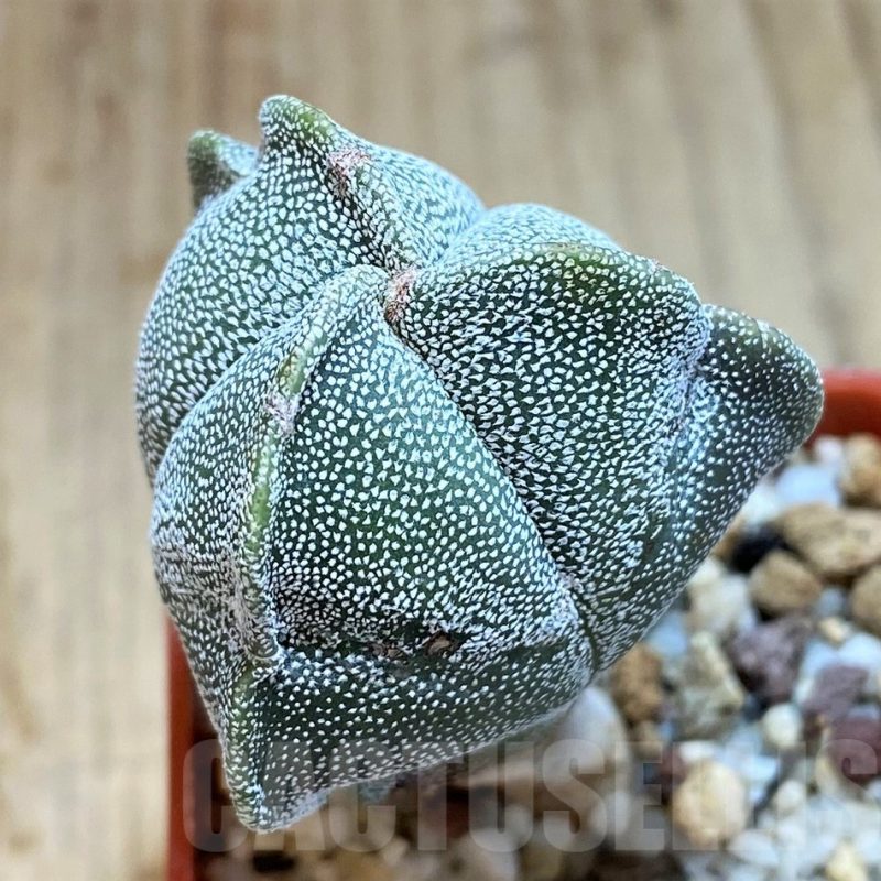SH1436 Astrophytum myriostigma f. tricostatum