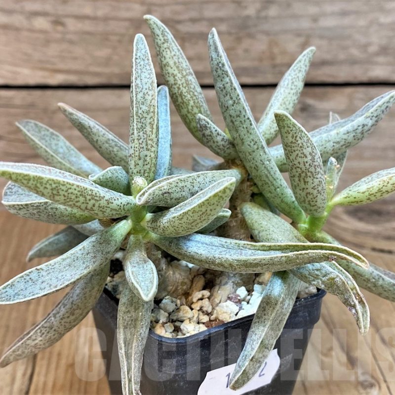 SH14392 Adromischus marianiae -Clanwilliam- (Fragile plant!)