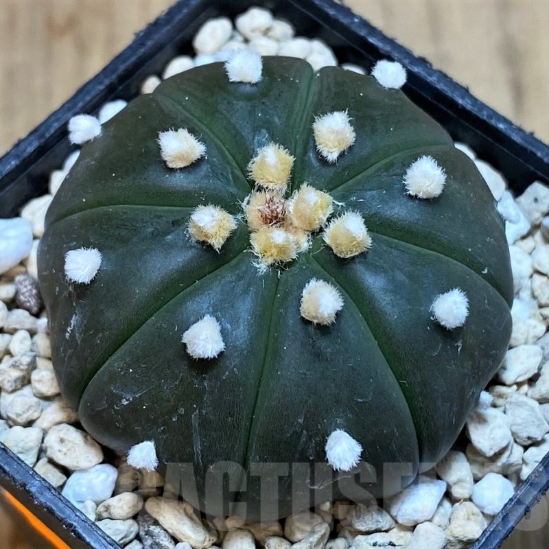 SH1443 Astrophytum asterias ‘Purple Skin’