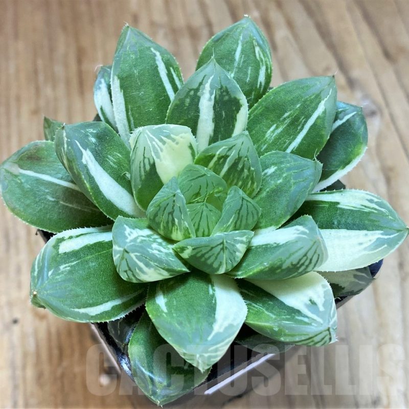 SH14430 Haworthia obtusa 'Marin' f. variegata