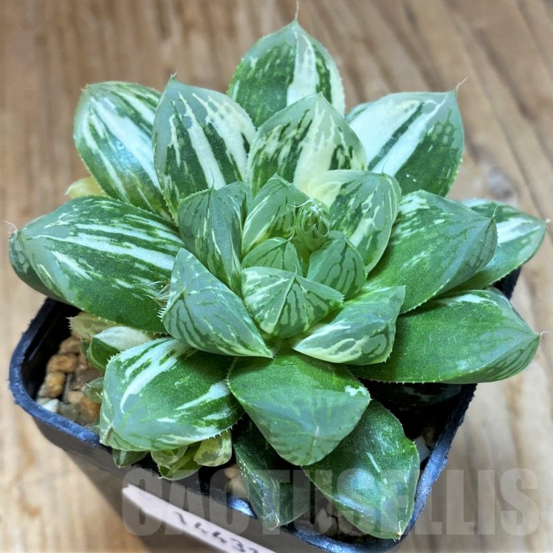 SH14431 Haworthia obtusa 'Marin' f. variegata