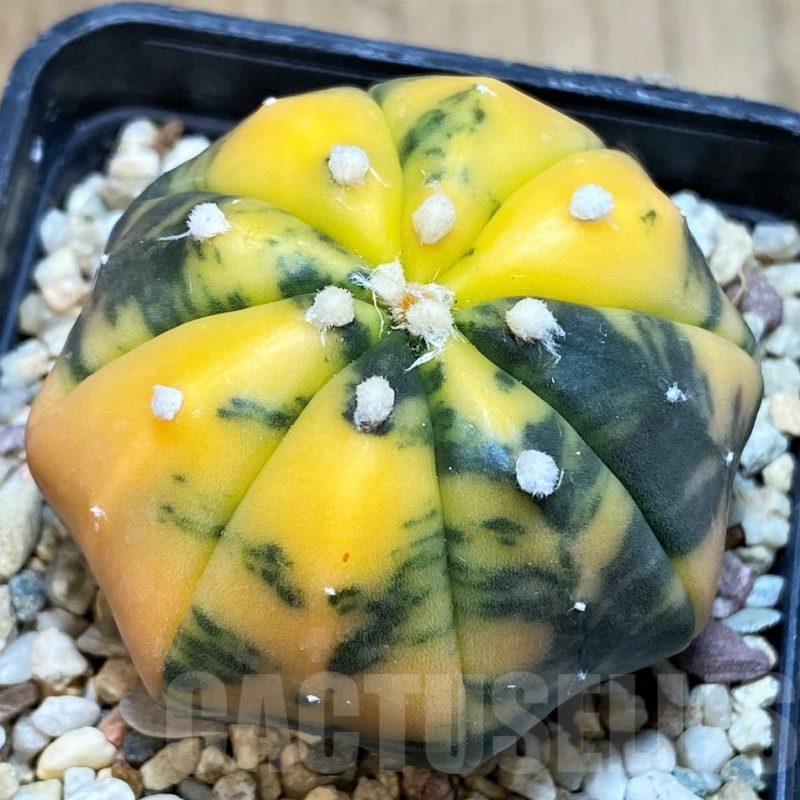 SH1445 Astrophytum asterias ‘Purple Skin’ f. variegata