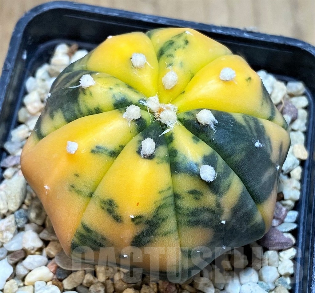 SH1445 Astrophytum asterias ‘Purple Skin’ f. variegata