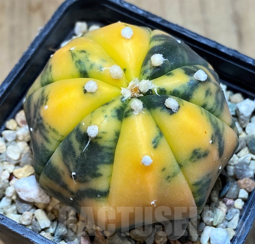 SH1445 Astrophytum asterias ‘Purple Skin’ f. variegata - Image 2