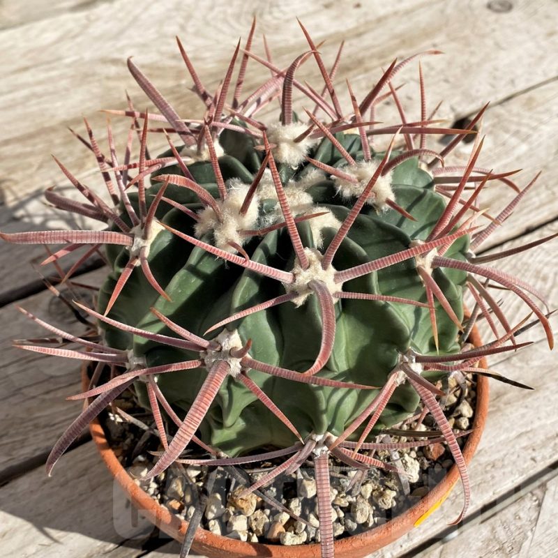 SH1454 Echinocactus texensis VZD 792
