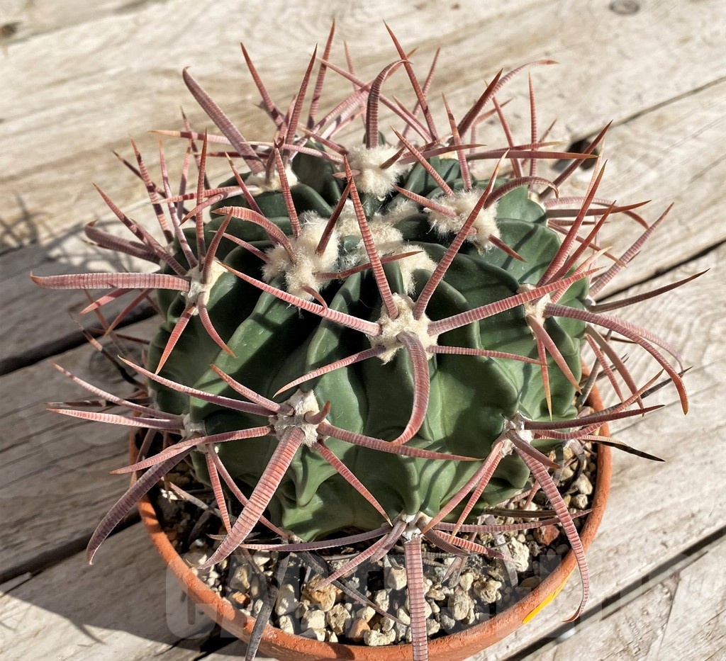 SH1454 Echinocactus texensis VZD 792