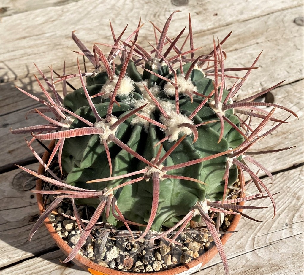 SH1454 Echinocactus texensis VZD 792 - Image 2