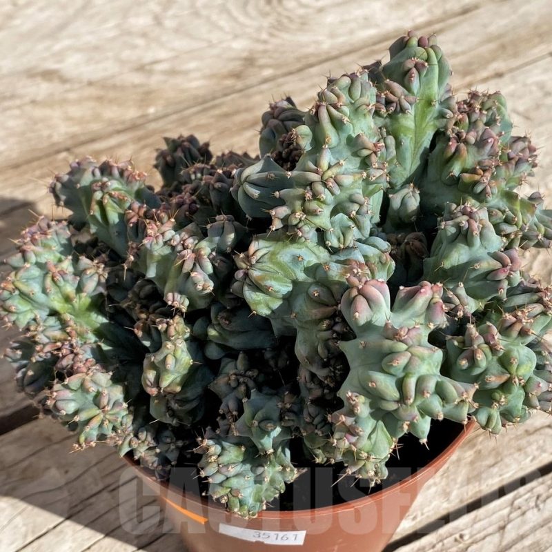 SH1455 Myrtillocactus geometrizans f. cristata