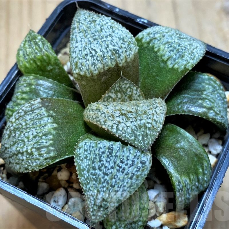 SH14975 Haworthia magnifica v. splendens GM452