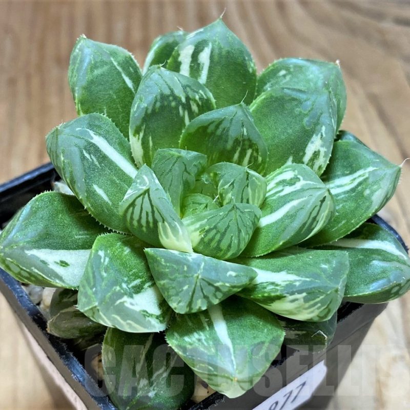 SH14977 Haworthia obtusa ‘Marin’ f. variegata