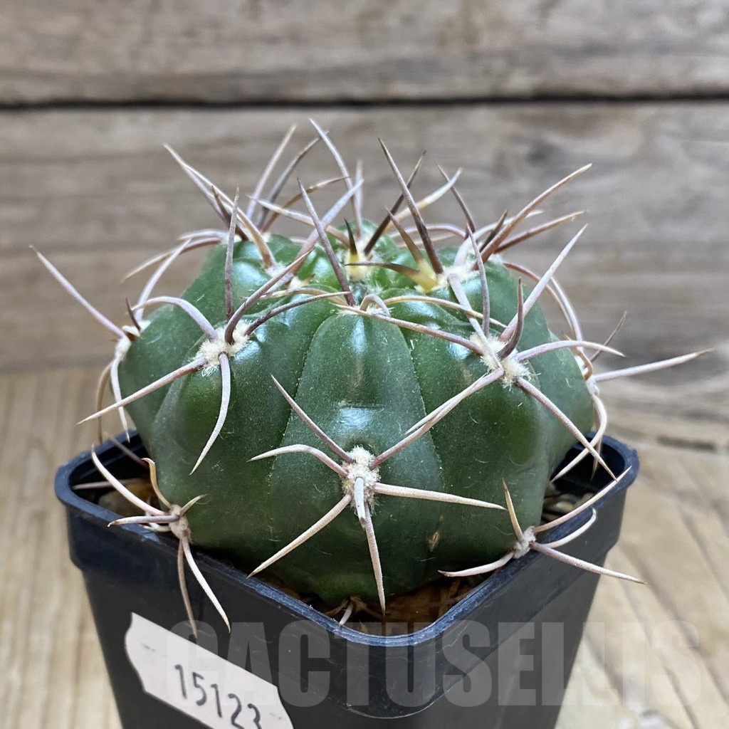 SH15123 Gymnocalycium orientale v. vikulovii – Bild 2