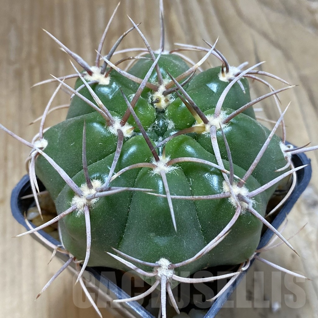 SH15123 Gymnocalycium orientale v. vikulovii