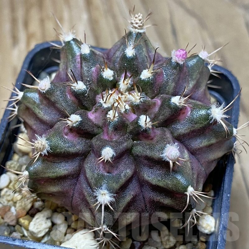 SH15130 Gymnocalycium mihanovichii 'T-Lux'