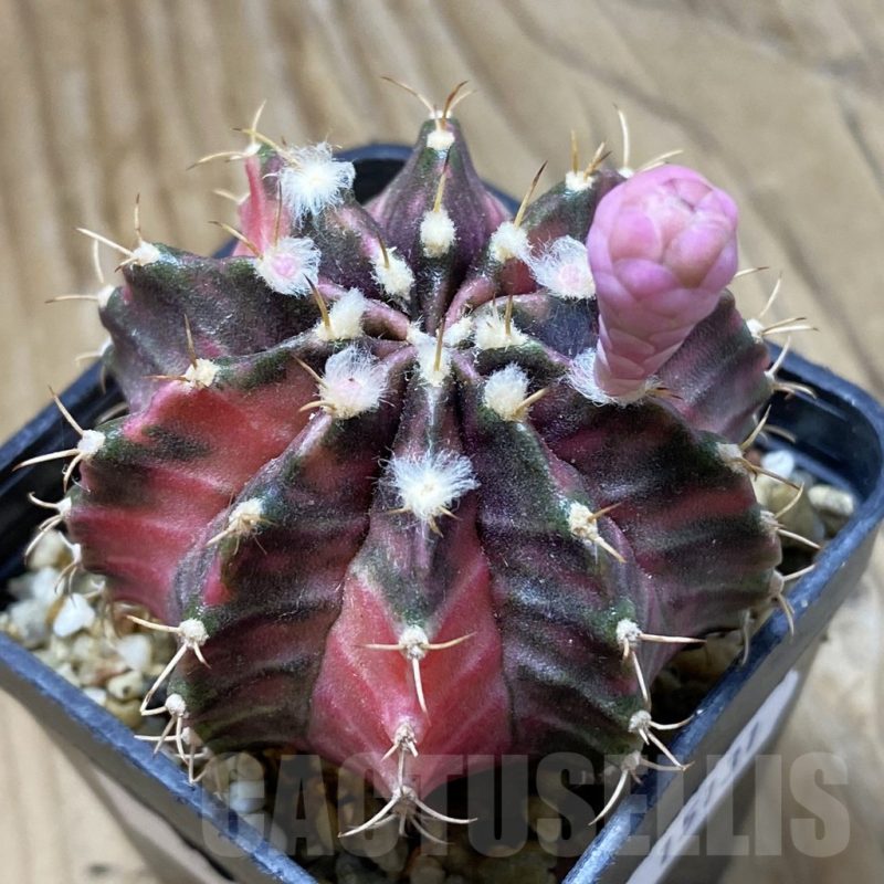 SH15131 Gymnocalycium mihanovichii ‘Fantasia’