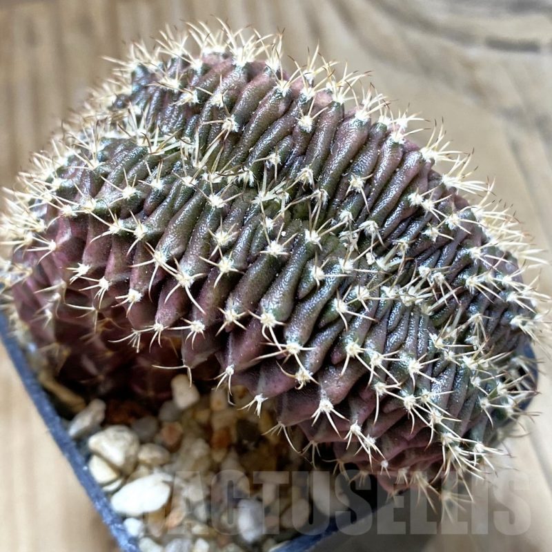 SH15133 Gymnocalycium mihanovichii f. cristata