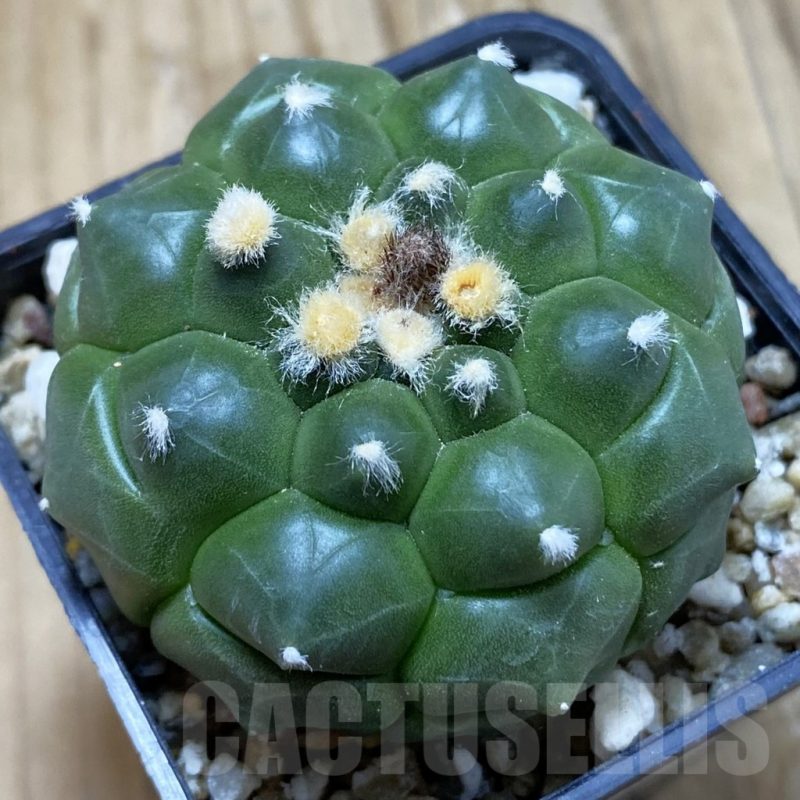 SH15162 Astrophytum asterias ‘Kikko’