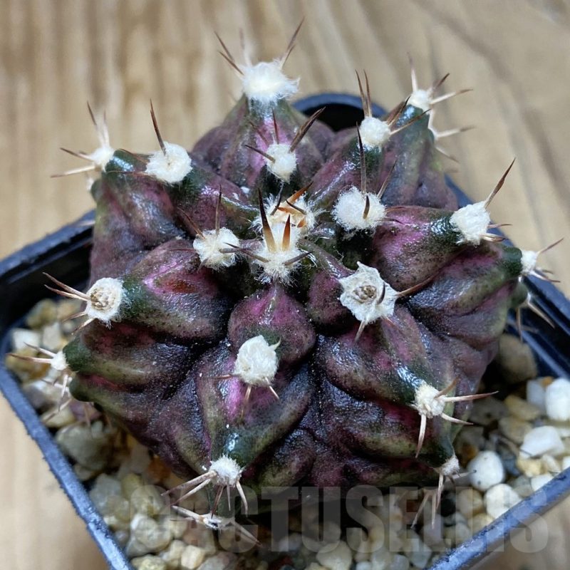 SH15171 Gymnocalycium mihanovichii 'T-Rex'