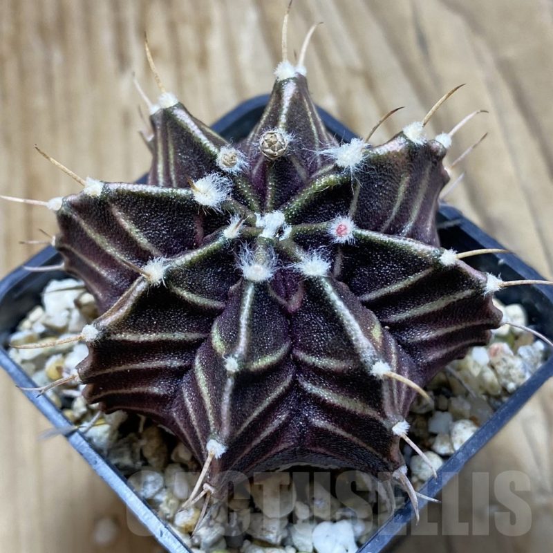 SH15254 Gymnocalycium friedrichii  ‘Zebra’