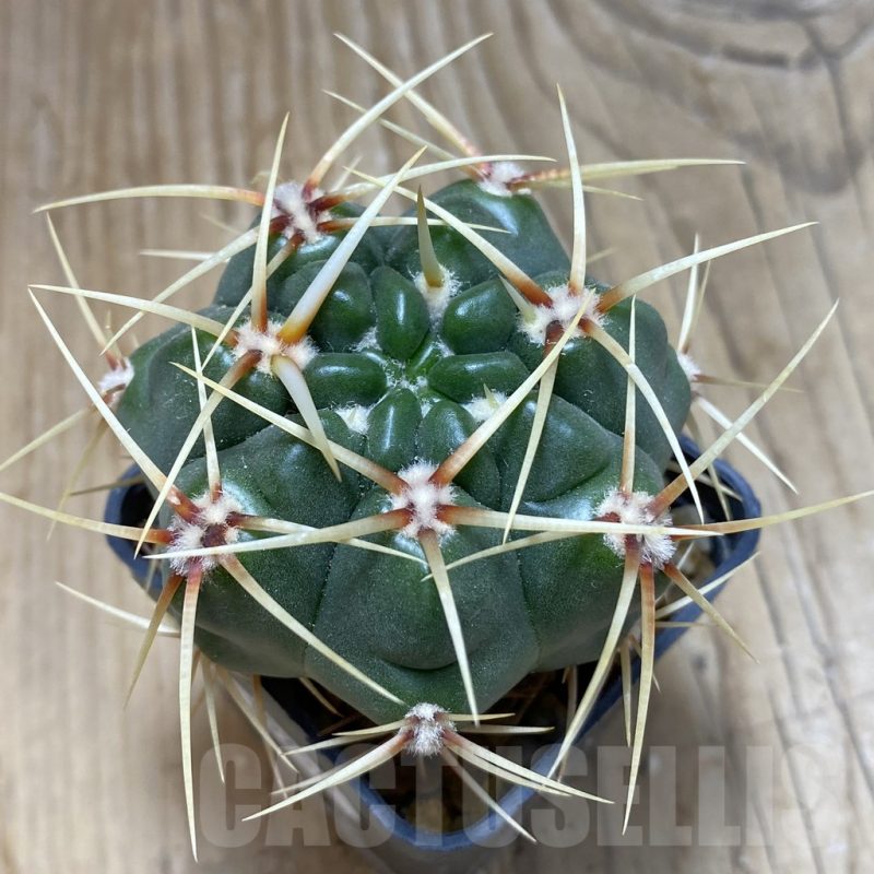 SH15256 Gymnocalycium monvillei, hard spines