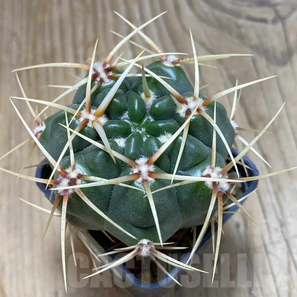 SH15256 Gymnocalycium monvillei, hard spines