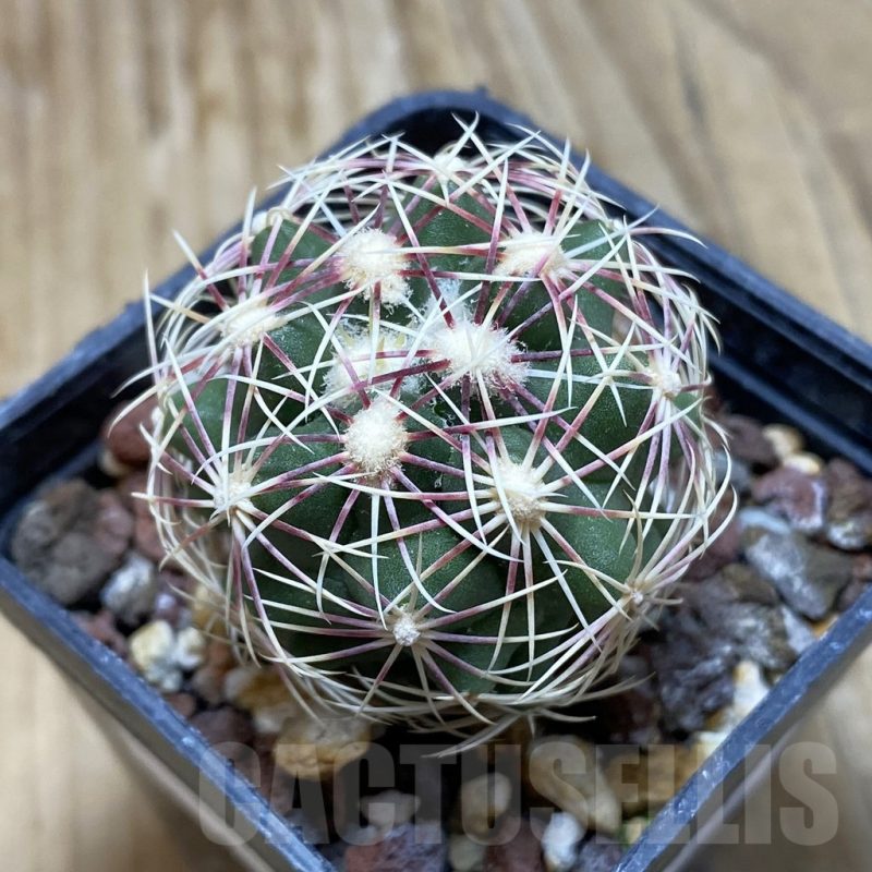 SH15262 Thelocactus bicolor SB 77
